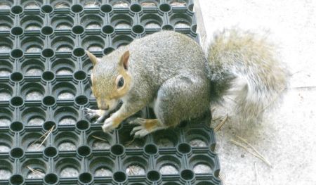 The FrequencyCast Squirrel