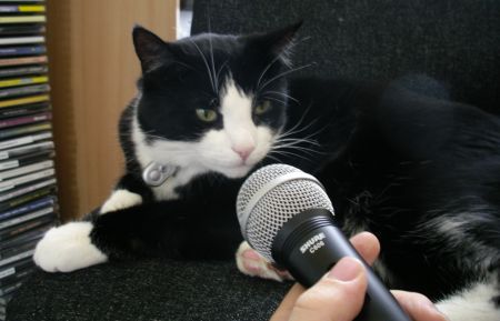 The FrequencyCast Cat